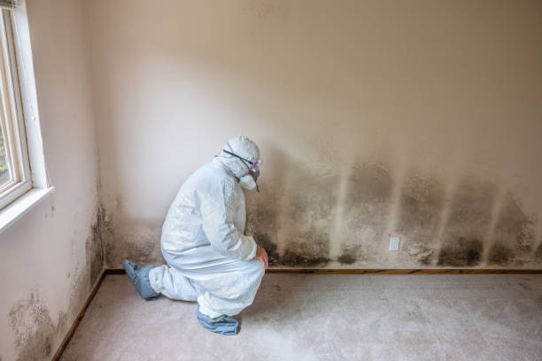 Professional Mold Remediation in Olivarez, TX